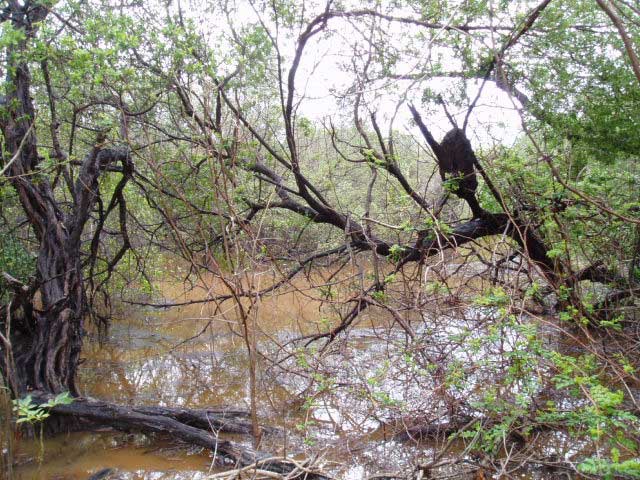 pic12